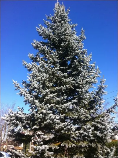 Zezette, Felix, Preskovic!