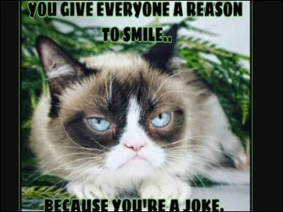 What breed is Grumpy Cat?