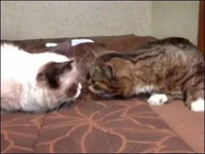 Does Grumpy Cat have a sibling living with her?