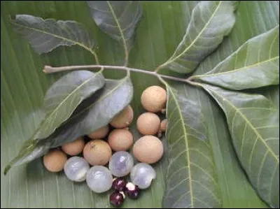 What is the name of this exotic fruit ?