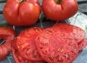 Quiz Varieties of tomatoes