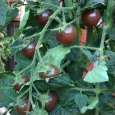 What is the name of this type of tomato ?