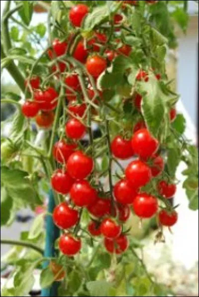 What is the name of this type of tomato ?