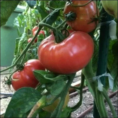 What is the name of this type of tomato ?
