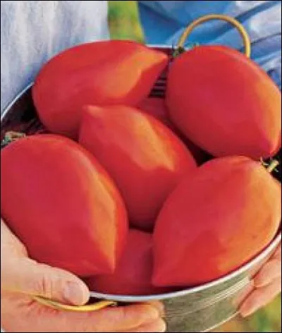 What is the name of this type of tomato ?