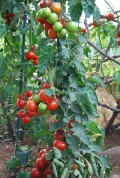 What is the name of this type of tomato ?