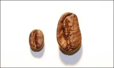 Which country is the origin of this type of coffee "Maragogype" ?