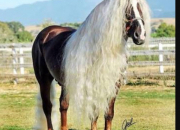 Quiz Horse breeds