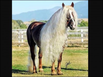 What horse breed is this?