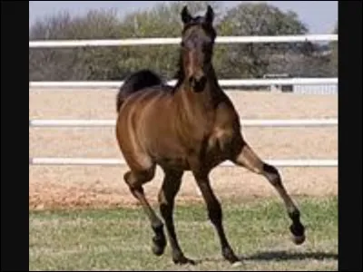 What horse breed is this?