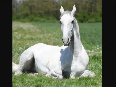 What horse breed is this?
