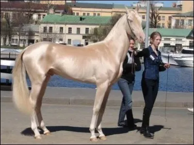 What horse breed is this?