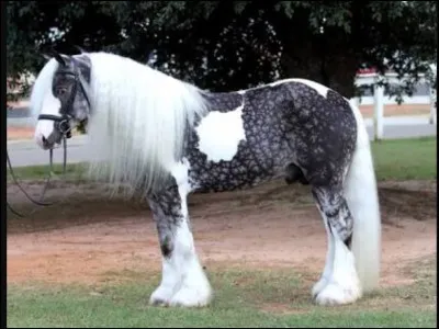 What horse breed is this?