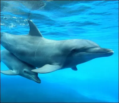 Dolphins and whales are...