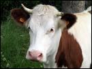 What is the French word for "cow"?