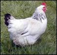 What is the French word for "hen"?