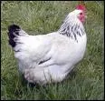 What is the French word for "hen"?
