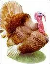 What is the French word for "turkey"?