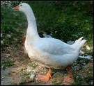 What is the French word for "goose"?