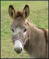 What is the French word for "donkey"?