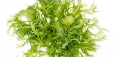 What is seaweed?