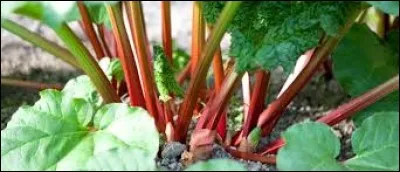 What is rhubarb?