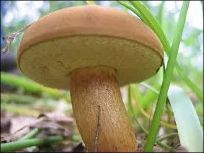 What is a mushroom?