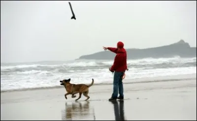 I throw a stick for my dog to ... .