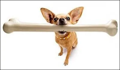 Please, ... your bone when you leave.