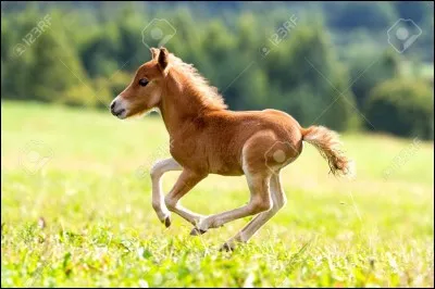 How many foals has Wugongga ever had?