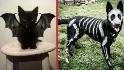 If you could have any pet, what would it be?