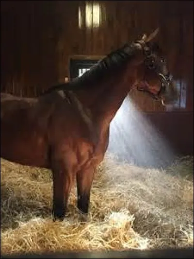 What was American Pharoah’s career?