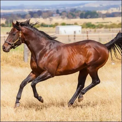 Peace of Mind's career is :