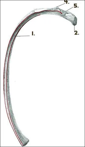 Which was is this rib articulating?
