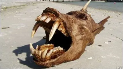 Which one of her pets is the main guard?