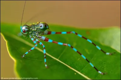 Features of insects...