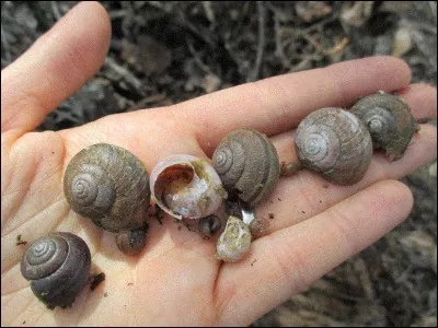 Snails all have :