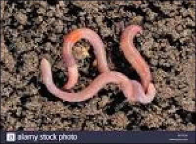 How does an earthworm reproduce?