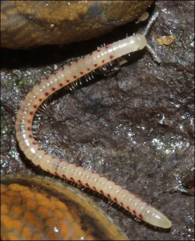 What is the meaning of "myriapod"?