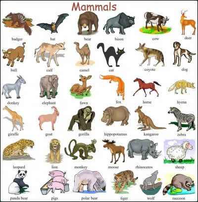 Mammals are :