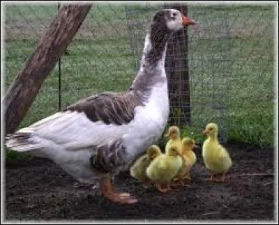 What do we call the young of the goose?