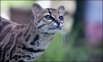 Which feature of the margay is unique among big cats?