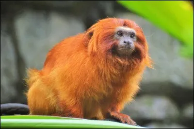 What's the particularity of the golden lion mandarin?