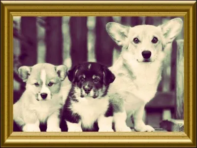 How many domestic dogs are there in the world?