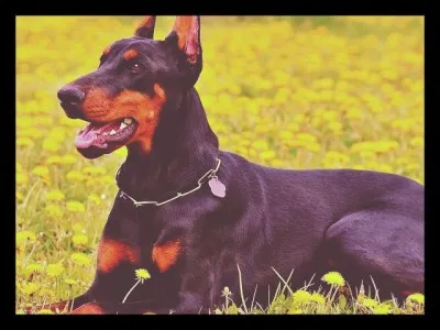 The name Doberman comes from a person called Karl Friedrich Louis.