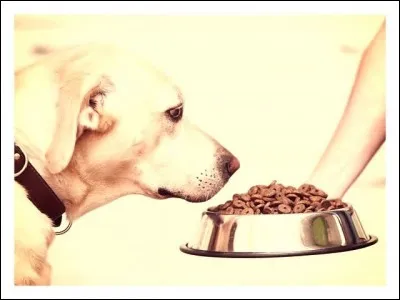 Which food can be dangerous for dogs?
