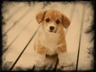 Can a dog get hiccups?