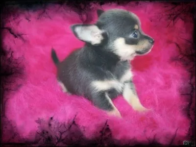 What is the smallest breed of dog?