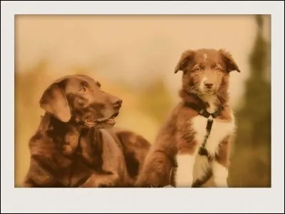 How many bones do adult dogs have?