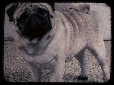 From which continent do Pugs originate?